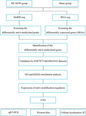 Alteration of N6 -Methyladenosine mRNA Methylation in a Rat Model of Cerebral Ischemia–Reperfusion Injury